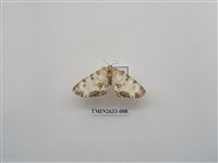 藏品(尺蛾159)的圖片